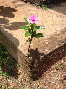 Flower in cement